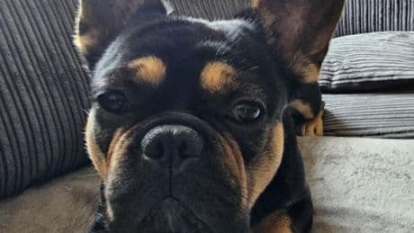 Dog dies of heatstroke after doggy daycare staff make terrible common mistake