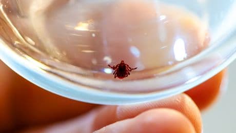 Riskli bölgelerde yaşayanlara kene uyarısı: Halsizlik, kas ağrısı, ateş varsa dikkat!