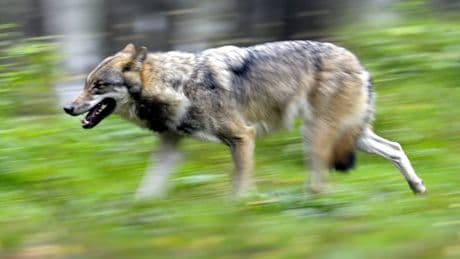 Zum ersten Mal in Deutschland - Minister soll wegen totem Wolf angeklagt werden