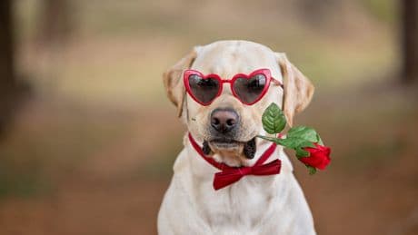Dogs have found a new way to manipulate us – their love is meaningless