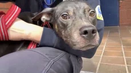 Adorable dog found dumped in crate with heartbreaking note from owner