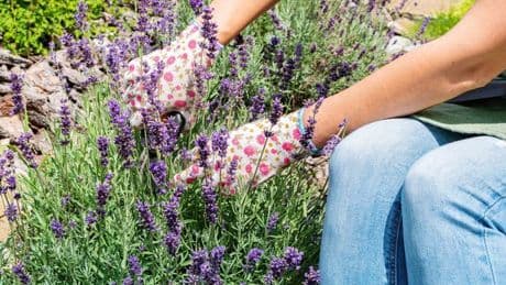 Gardening expert names when to prune lavender to encourage 'second flush of flowers'