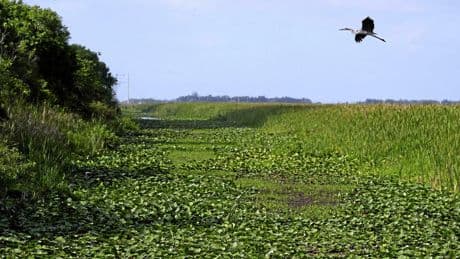 « Alligator Alcatraz » : le centre de détention pour migrants qui se construit en Floride