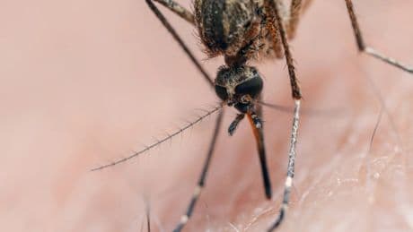 Llegan los mosquitos y sus picaduras: este es el mejor repelente natural para evitarlas