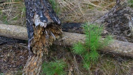 Wetter: Niedrige Waldbrandgefahr in Brandenburg
