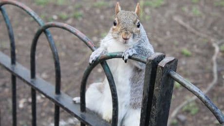 Tories demand grey squirrel cull calling them ‘rats that live in trees’