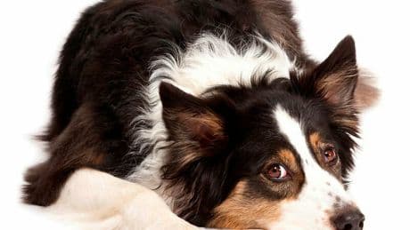 Dans les laboratoires de Ceva, le géant français méconnu de la santé animale