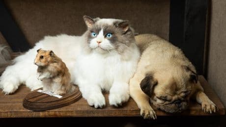 After 103 years, this L.A. prop maker finds new success freeze-drying dead pets