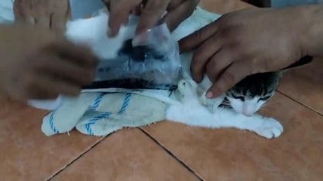 Un gato, insólito protagonista de un intento de narcotráfico en una prisión de Costa Rica