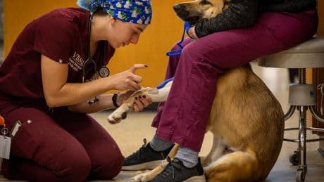 Letters to the Editor: Veterinary industry is in 'dire need of an investigation' into skyrocketing costs