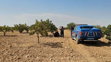 Antep fıstığı hasadı yaparken kalp krizi geçirip öldü