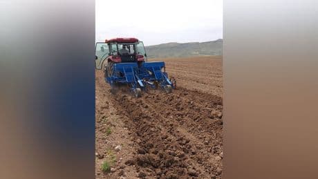 Erciyes'in eteklerinde kabak çekirdeği sezonu