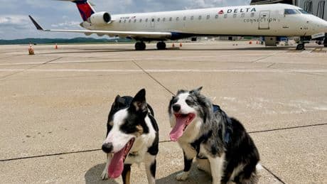Meet Hercules and Ned, the border collies fending off wildlife at West Virginia’s busiest airport