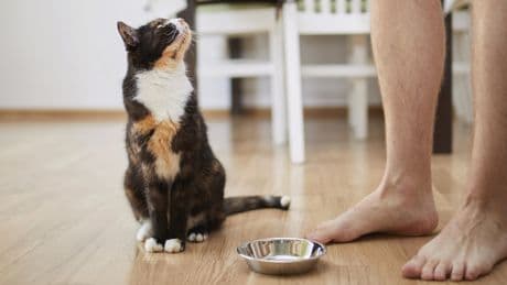 Wenn die Katze ständig Hunger hat: Das hilft bei unersättlichem Appetit