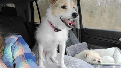 Shelter Dog’s ‘Superman’ Cameo Leads To Adoptions Of Other Super Dogs