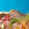 Gains, sites, fonctionnement... Tout ce qu'il faut savoir sur la troisième édition du "Loto de la biodiversité" lancée lundi