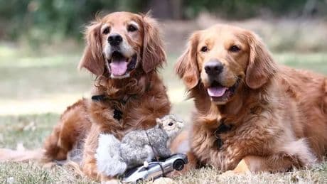 Genius training trick to help stop your dog getting distracted