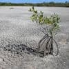 Droogte slaat wereldwijd steeds vaker toe, met meer schade tot gevolg