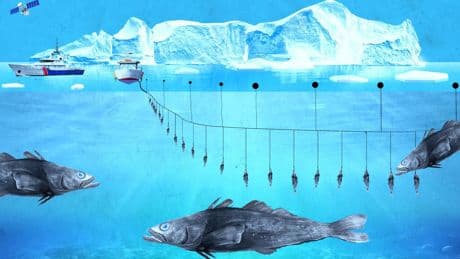La Légine, le poisson le plus stratégique de France