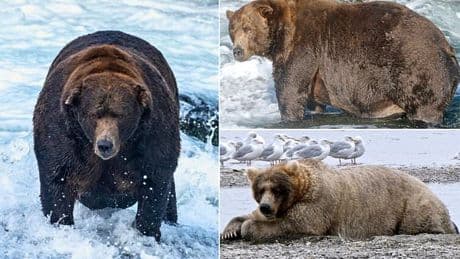 Bigger than the average bear! Greedy grizzlies are celebrated as Fat Bear Week announces this year's most impressive beasts preparing to enter hibernation