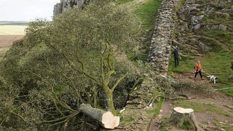 „Robin-Hood-Baum“ gefällt – Täter müssen für Jahre ins Gefängnis