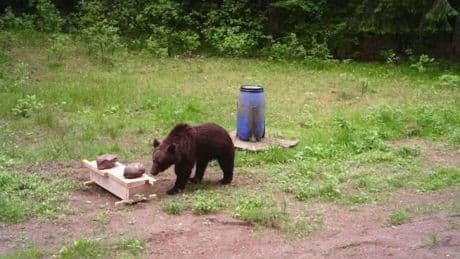 Lithuanian hunters refuse a government request to shoot a wild bear in the capital