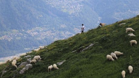 Dans les Alpes, la difficile cohabitation entre loups, éleveurs, patous et promeneurs