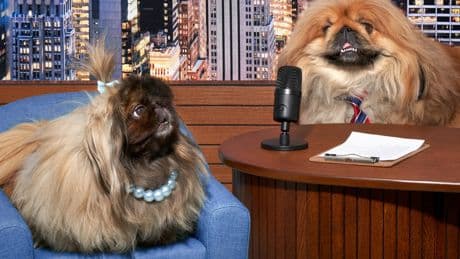 Is This a Talk Show or a Job Interview?
