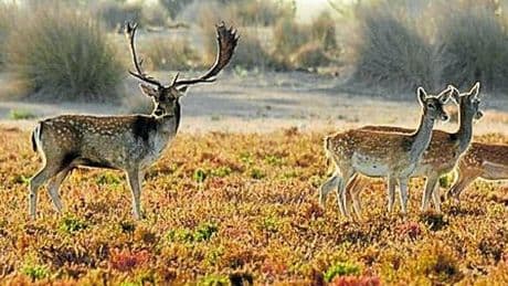Crítica de 'Doñana' (2025): La mujer y la Tierra