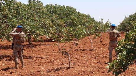 Hasat başladı: Tarladaki mahsul servet değerinde olunca Jandarma gece gündüz başında nöbet tuttu