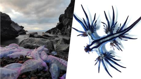 Los mares de España se están "tropicalizando": las especies venenosas que llegan a las costas son el canario en la mina