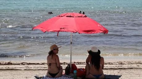 Hollywood Beach shark attack horror as swimmer left savaged and 'screaming'