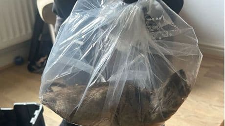Britain’s ‘biggest rat’ found in Yorkshire home