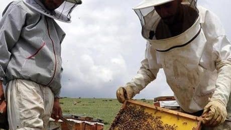 Arıcılara 984,6 milyon lira destekleme ödemesi yapıldı