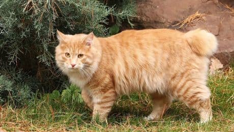Todo sobre las razas de gatos sin cola, &quot;una extraña especie&quot; según los describió Darwin