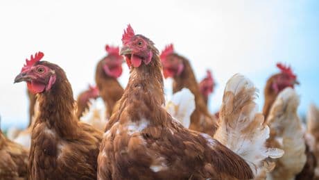 Tierschutz: Kaniber sieht Gefahr von Engpass bei Geflügel-Schlachtung