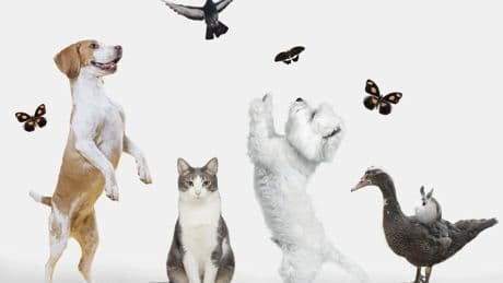 La cara B de convivir y cuidar de un animal: el hilo viral que desata confesiones inesperadas sobre mascotas