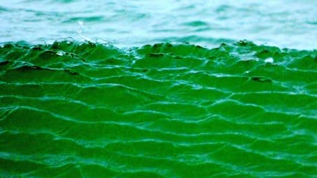 Por qué el agua del mar en España ya no es azul y se está volviendo verde