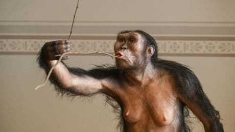 Les australopithèques Lucy et Selam exposés pour la première fois à Prague