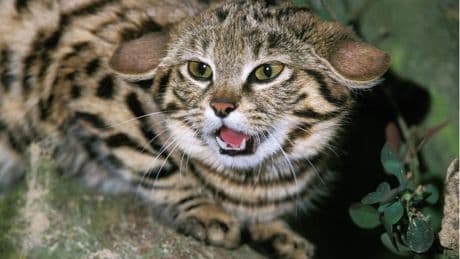 Wildkatzen: Katzen der Wüste und des Dschungels – diese Arten sind wenig bekannt