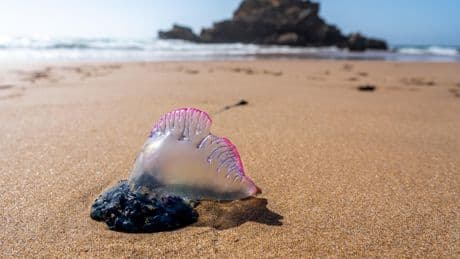 Pays basque : gare aux physalies, qui ont conduit à la fermeture de plusieurs plages durant le week-end