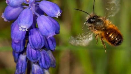 Selbstversuch: Ich habe mir Bienen im Internet bestellt – und öffnete die Büchse der Pandora