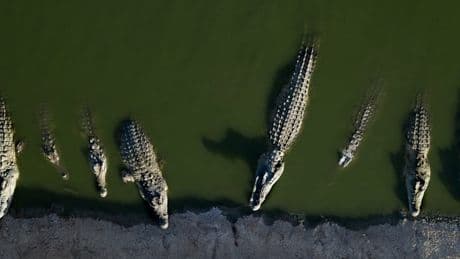 Tiere fraßen sich gegenseitig auf – Israel tötet Krokodile im Westjordanland