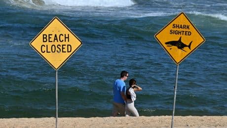 Australie : attaque mortelle de requin au large de Sydney, alerte renouvelée sur les plages