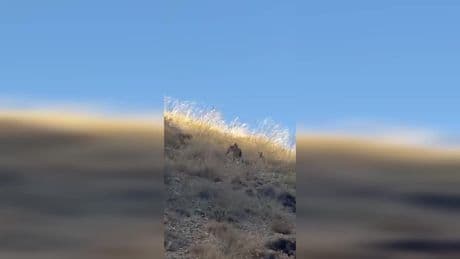 Van'da nesli tehlike altındaki vaşak kameralara yansıdı