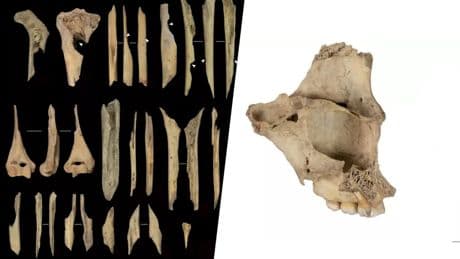 El último caso de canibalismo prehistórico hallado en Atapuerca solo tiene una brutal explicación: la violencia