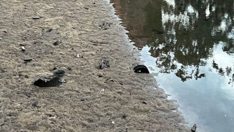 Nürnberg: Müll in der Pegnitz – E-Scooter, Tresore und Pistolen