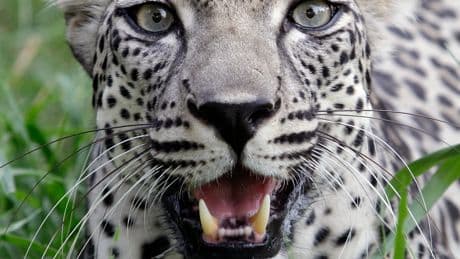 Trump Delighted by Saudi Deal for Two Rare Arabian Leopards