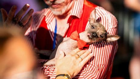 Photos of the World's Ugliest Dog Contest held in California
