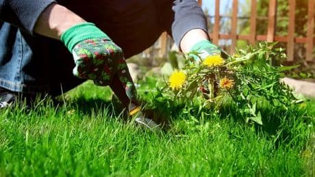 Simple spray using 35p household item that will keep weeds at bay